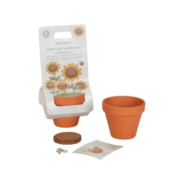 Solsikkeplante I Plant din egen solsikke I Little Dutch