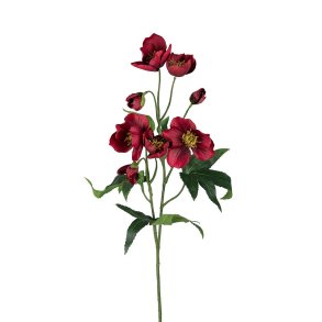 Julerose i rd | Mr Plant