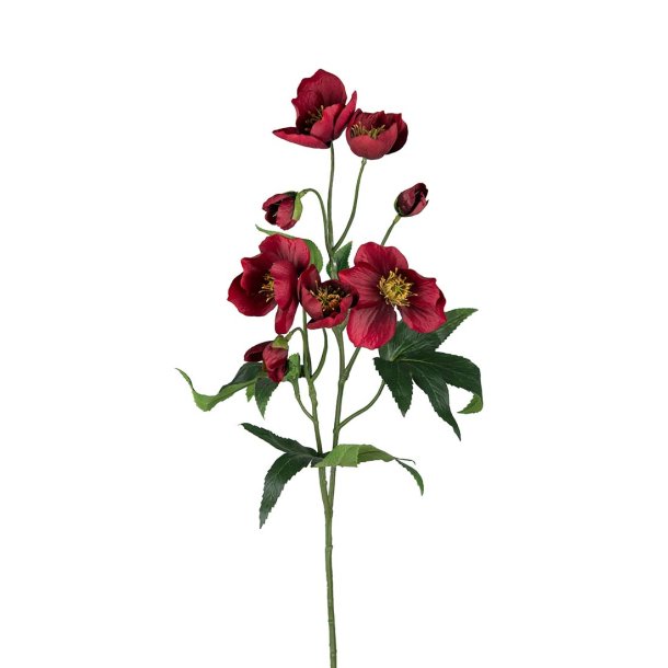 Julerose i rd | Mr Plant