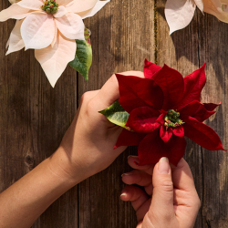 Julestjerne i rd med klips | Mr plant