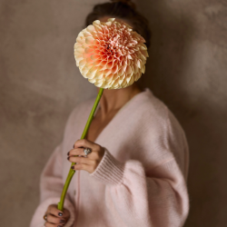 Dahlia | Fersken farvet | Mr Plant I Kunstig blomst