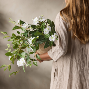 Evighedsplante l Plante l Hvid l Indretning l Mr Plant l 