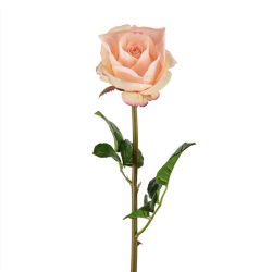 Evighedsblomst l Rose l Real touch l Aprikos l 65cm l Mr Plant l 