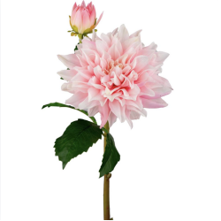 Evighedsblomster l Dahlia l Lyserd l 70cm l Indretning l Mr Plant l 