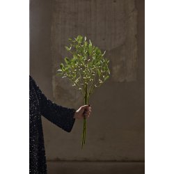 Mistleten | Mr Plant