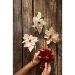 Julestjerne i hvid med klips | Mr Plant