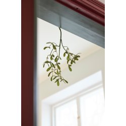 Mistleten | Mr Plant